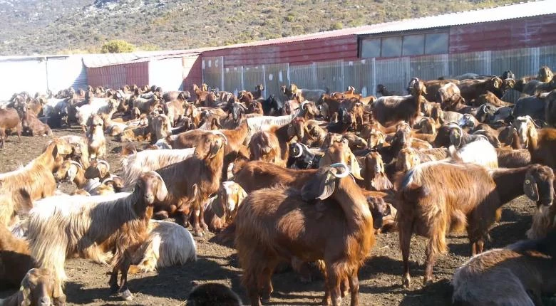 «Πρωταθλήτρια» Ευρώπης στα… γίδια η Ελλάδα – Τα μοναδικά πλεονεκτήματα του γάλακτός τους